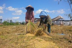 Harga Jual Gabah Anjlok, Petani Bantul Menjerit