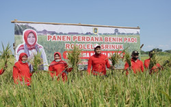 Bupati Klaten Panen Perdana Padi Rojolele Srinar dan Srinuk