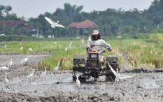 Jokowi Diminta Belajar dari Kegagalan Cetak Sawah Baru