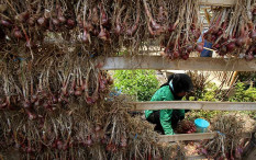 Harga Bawang Merah Diyakini Segera Normal, Ini Alasannya