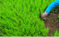 Petani Diminta Percepat Musim Tanam Padi untuk Antisipasi Krisis Pangan