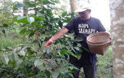 Permintaan Kopi Merapi Anjlok