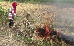 Hasil Penelusuran, Ini Penyebab Tingginya Hama Wereng pada Tanaman Padi di Galur
