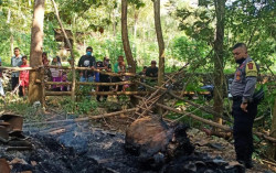 Kandang Terbakar, 3 Ekor Sapi Mati Terpanggang