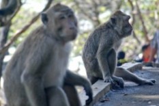 Waduh, Monyet di India Gondol Botol Sampel Darah Pasien Corona