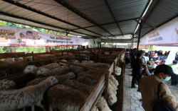 Ibadah Qurban di Kala Pandemi
