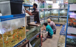 Pandemi Covid-19, Omzet Pedagang Ikan Hias di Kulonprogo Melonjak