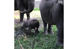 Polah Lucu Si Bledug Arin Gembira Loka Zoo, Warganet Arin pun Ikut Bersuara