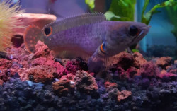  Berbisnis Ikan Channa, Gabus Hias yang Harganya Jutaan Rupiah