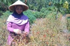 Jogja Tetulung, Cara Membantu Petani Cabai di Tengah Pandemi