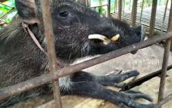 Heboh Babi Hutan Doyan Nasi & Kopi di Banyumas, Dipanggil Abah Langsung Berdiri