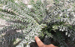 Arah Angin ke Barat, Hujan Abu Merapi Terjadi hingga Muntilan Magelang