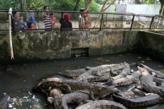 Perkampungan Ini Diteror Buaya, Diserang hingga 6 Kali
