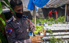 Anggota Polisi Ini Sulap Lahan Kosong untuk Budi Daya Sayuran