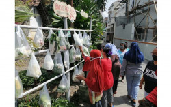 Gerakan Sayuran Gratis di Blunyahrejo Jogja Bukan Musiman