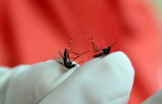 Simak! Ini Perbedaan Gejala Demam Dengue dan DBD