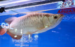 Ada Pameran Ikan Arwana di Sleman City Hall