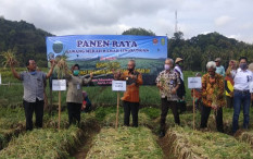 Hasil Panen Bawang Merah di Nawungan, Imogiri Capai 1.140 Ton