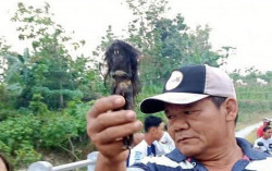 Terlilit Ular Mati, Benda Mirip Jenglot Ditemukan di Sragen
