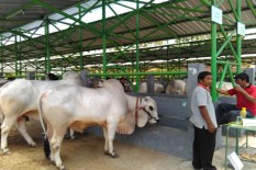 Terdampak Corona, Penjualan Sapi Kurban di Kulonprogo Anjlok