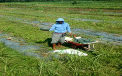 Petani Watusigar Kembangkan Tanaman Hortikiltura