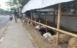Tak Dibatasi, Penjual Hewan Kurban Wajib Patuhi Protokol Kesehatan