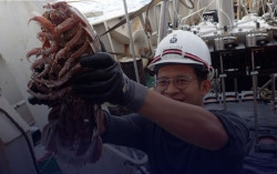 Udang Raksasa Ditemukan di Laut Dalam Indonesia, Seperti Apa Wujudnya?