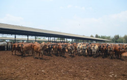 Dinamika Industri Sapi Potong di Masa Pandemi Covid-19