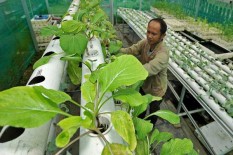 Ingin Bercocok Tanam di Kota? Kenali Dahulu Ragam 5 Sub Sistem Budidaya Urban Farming