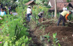 UMY Dorong Pemanfaatan Pekarangan di Gondoarum Turi agar Produktif