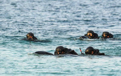 Mengintip Aksi Pasukan Katak saat Perang Laut