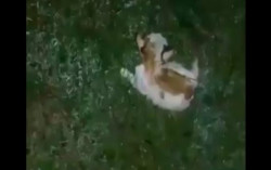 Viral Video Kucing Dibakar, Netizen Minta Pelakunya Dicari