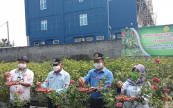 Petani Kalasan Panen Cabai yang Diklaim Lebih Pedas dan Gemuk