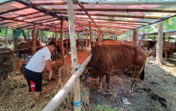 Di Kulonprogo, Permintaan Sapi Madura untuk Kurban Tak Terpengaruh Corona