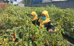 Petani Muda Siap Kembangkan Olahan Tanaman Cabai