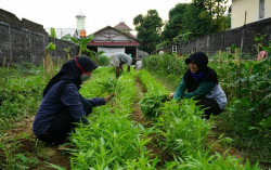Di Jogja, Sejumlah Anak Muda Menanam Sayur & Hasilnya untuk Solidaritas Sesama