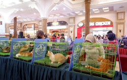 Sleman City Hall Gelar Pet Expo