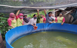Ini Cara Budidaya Lele Bioflok yang Menguntungkan..