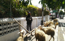 Pedagang Hewan Kurban Klaim Telah Kantongi Izin