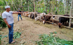 Sempat Diprediksi Anjlok, Permintaan Sapi Kurban di Kulonprogo Melejit jelang Iduladha