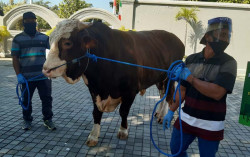Sapi dari Jokowi Sampai ke Tangan Penerima di Jogja
