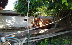 Hendak Diserahkan, Sapi Sumbangan Jokowi di Kulonprogo Mengamuk