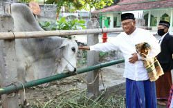 Mbah Bardi Serahkan 10 Ekor Sapi untuk Warga DIY