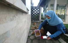 Ajak Masyarakat Sayangi Kucing, Begini yang dilakukan Edupets Jogja