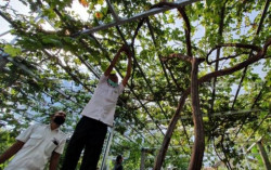 Dusun di Bantul Digadang-gadang Jadi Desa Wisata Anggur