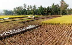 Wilayah Lain Kekeringan, Kecamatan di Gunungkidul Ini Justru Bisa Panen 3 Kali