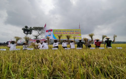 Musim Kemarau, Petani Kaligintung Bisa Panen 8 Ton Per Hektare