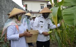 Manfaatkan Lahan Kosong, Warga di Pusat Kota Jogja Bisa Panen Jagung 