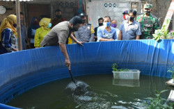 Budidaya Lele Bioflok Dinilai Menguntungkan