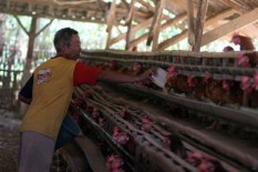 Peternakan di Gunungkidul Akan mendapat Stimulus Kredit Lunak